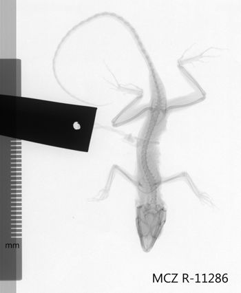 Media type: image;   Herpetology R-11286 Aspect: dorsoventral x-ray